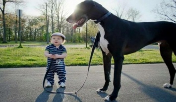 Фото самых больших в мире собак, которые вы еще не видели