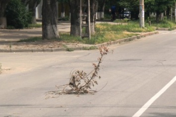 На дорогах Херсона вместо люков "цветут кусты" (фото)
