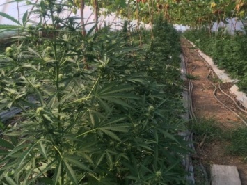 СБУ обнаружила плантацию марихуаны в Запорожской области