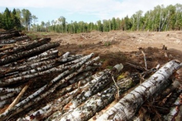 Под Харьковом браконьеры вырубили дубов на семь миллионов гривен