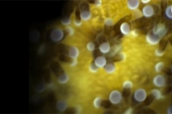 Ученые сняли на видео поцелуи кораллов