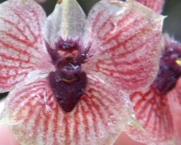 Ученые нашли орхидею-дьявола в лесах Колумбии