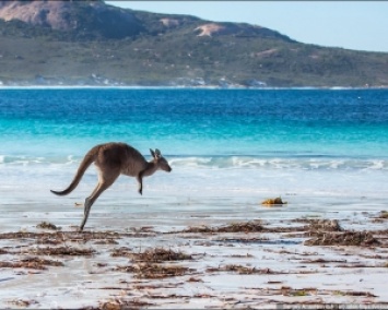 Невероятный пляж с кенгуру - удивительное место (ФОТО)