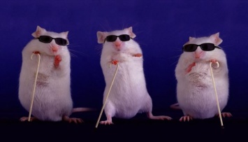 Ученым удалось частично вернуть зрение слепым мышам