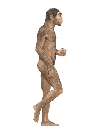 Ученые: Походка Homo erectus была идентична походке современного человека