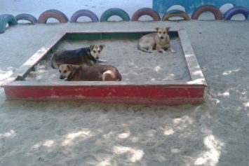 На николаевских детских площадках малыши играют рядом с дикими собаками