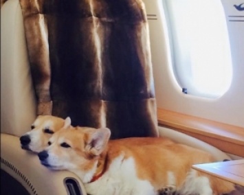 Чиновник Путина заказал частный самолет для собак (ФОТО, ВИДЕО)