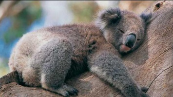 В Австралии нашли милую коалу с разноцветными глазами (фото)