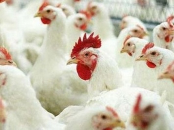 Саудовская Аравия заинтересована в восстановлении экспорта украинской курятины