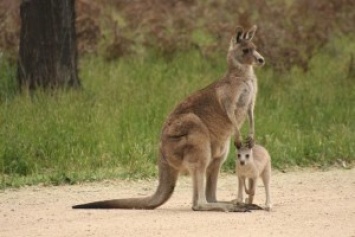 Ученые выяснили: кенгуру и олени - самые перспективные домашние животные