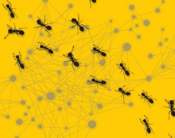 Ученые: Группы муравьев напоминают компьютерную сеть