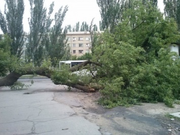 В Уфе сильный ветер повалил дерево и повредил 4 автомобиля