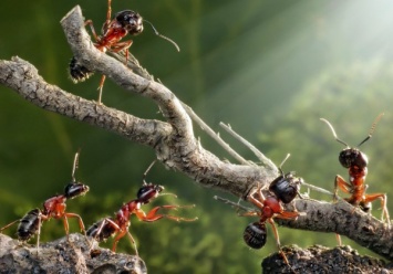 Траектории передвижения муравьев напоминают компьютерную сеть
