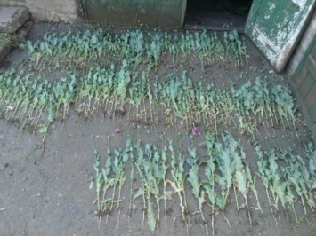 Более 300 кустов мака и конопли выявили в Константиновке в результате отравления девушки