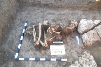 Вблизи Мариуполя археологи нашли 2-х метровый скелет (ФОТО)