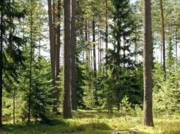 Доступ в лес ограничили жителям Житомирской области в связи с пожарной опасностью