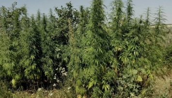 В зоне АТО уничтожили две плантации марихуаны