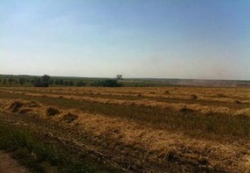 На Днепропетровщине правоохранители изъяли 5 тонн зерна, выращенного на самовольно занятой земле