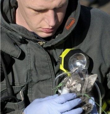 Спасатели откачали кота, пострадавшего при пожаре на улице Обручевых