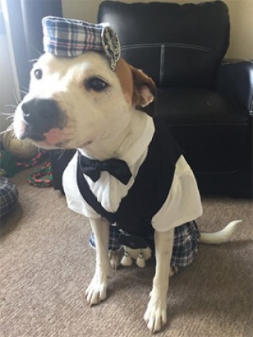 В Шотландии на свадьбе собаку нарядили в килт и «бабочку»