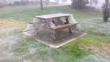 В австралийский парк произошло нашествие пауков (фото)