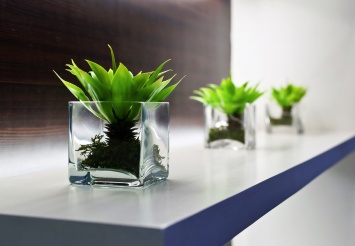 Ученые: В офисах с комнатными растениями повышается производительность сотрудников