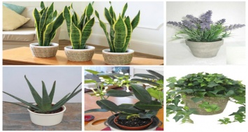 5 Растения для вашей спальни, которые очистят воздух и помогут лучше спать!