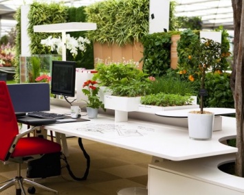 Ученые: Комнатные растения в офисе повышают работоспособность сотрудников