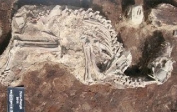 Археологи нашли в Усть-Полуй 2000-летнее кладбище собак