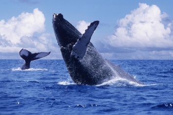 Ученые изучают массовое присутствие горбатых китов в Селиш море