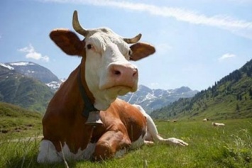 Ученые: Счастливые коровы дают более полезное молоко
