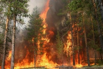 Вчера на Херсонщине тушили большой лесной пожар