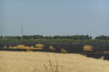 Под Харьковом выгорело 100 гектаров пшеницы