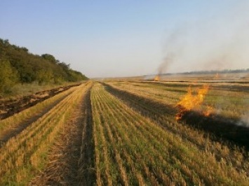 В Николаевской области на корню сгорело более 6 га пшеницы, а в Вознесенском лесхозе огонь охватил 8 тыс. кв.м лесных насаждений