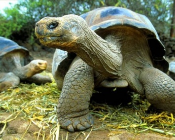 Ученые: панцирь черепахи изначально не служил защитой