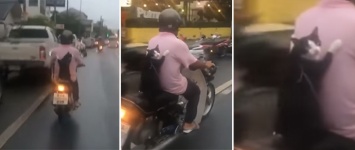 Видео с котом верхом на скутере набирает популярность в сети