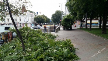 В Одессе непогода ломает ветки деревьев (фото)