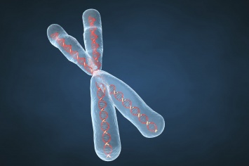 Ученые решили главную «женскую» загадку человеческого генома