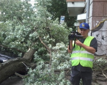 В Киеве дерево упало на автомобили, в которых находились люди