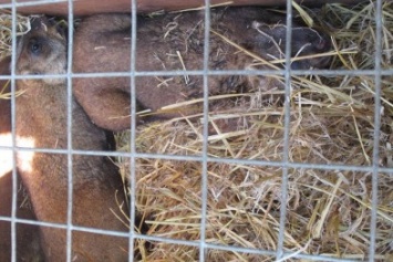 В Харьковской области спасли сурков, запутавшихся в браконьерской петле (ФОТО)