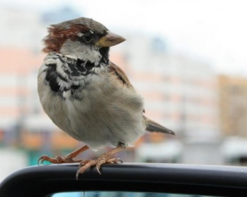 Ученые: Городские птицы агрессивнее сельских