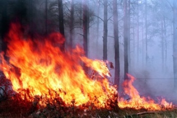 За последнее время на территории Северодонецка уже возникло 24 пожара на открытой территории
