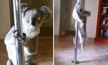 В Австралии коала забралась в дом к стриптизерше и станцевала на шесте