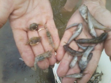 В одном из лиманов Очаковского района массово гибнет рыба