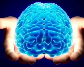 Ученые измерили интеллект человека в головном мозге