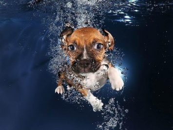 Ученые из России научили собак дышать под водой