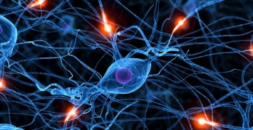Ученые: Когнитивные и аэробные нагрузки по-разному улучшают свойства мозга