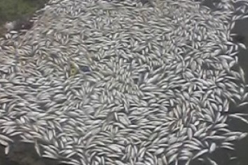 Экологи зафиксировали на Сумском море мор рыбы (ФОТО)