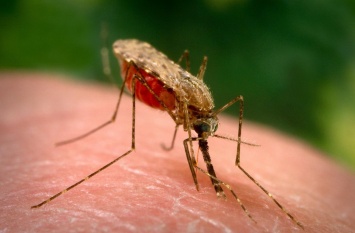 Ученые начали борьбу с комарами, переносящими вирус Зика