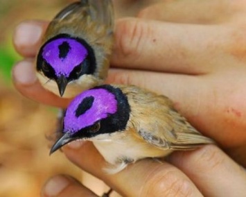 Ученые: Самки птиц играют доминирующую роль при расставании